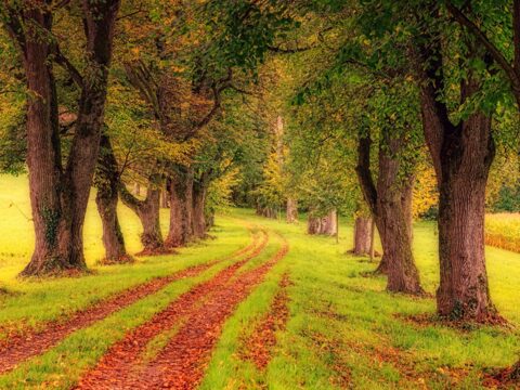 Roads Autumn Grass Foliage Trees 556278 1920x1080